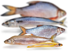 Sortiment Köderfische