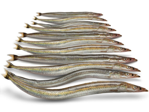 Prebaits Zandspiering *6 - Vacu&uuml;m verpakt