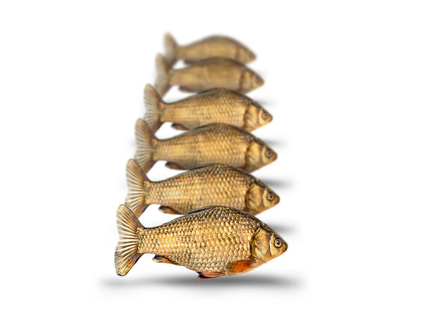 Prebaits Giebel Klein *6 - Vakuumverpackt