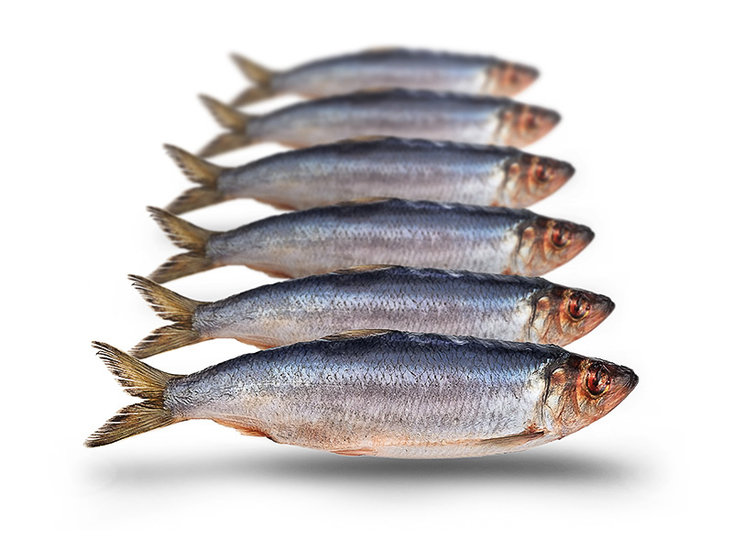Prebaits Haring Klein *6 - Vacu&uuml;m verpakt