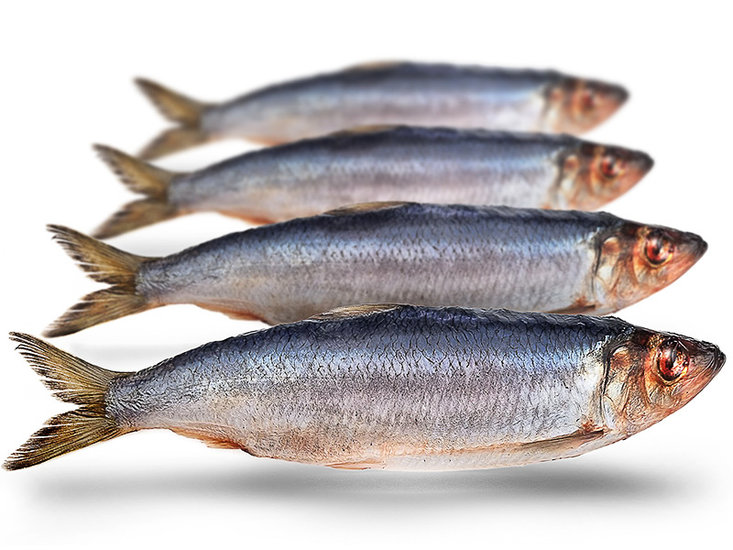 Prebaits Haring Groot *6 - Vacu&uuml;m verpakt