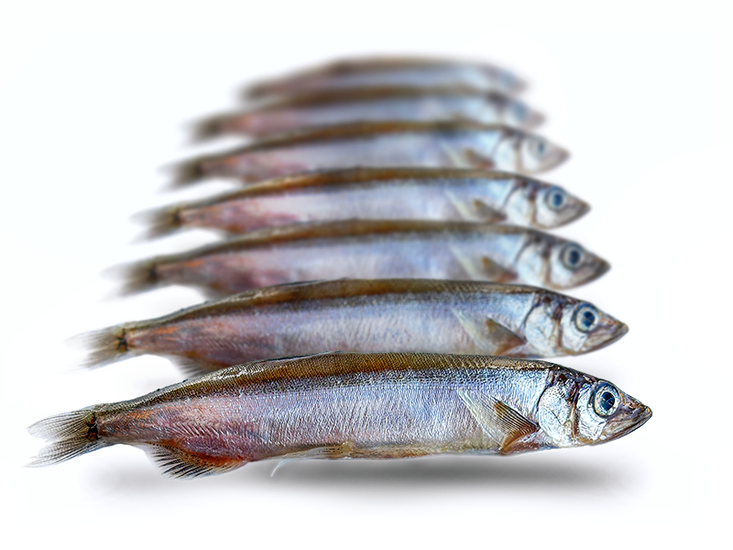 Prebaits K&ouml;derfische Kapelan *6 - Vakuumverpackt