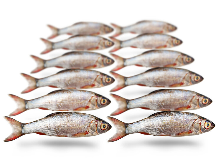Prebaits Silberorfe Klein *6 - Vakuumverpackt