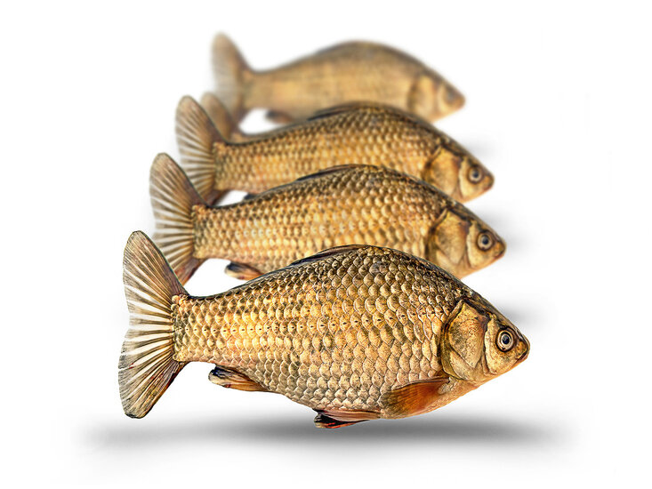 Prebaits Giebel Mittelgro&szlig; *6 - Vakuumverpackt