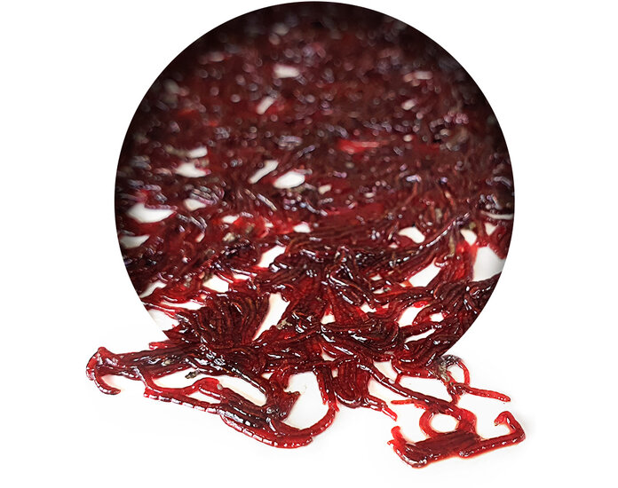 Bloodworm Frisch *6