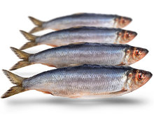 Prebaits Haring Groot *6 - Vacu&uuml;m verpakt