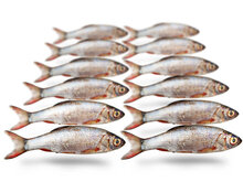 Prebaits Silberorfe Klein *6 - Vakuumverpackt