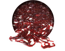 Bloodworm Frisch *6