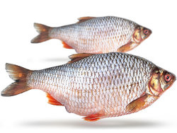 Prebaits Rotauge XL *6 - Vakuumverpackt