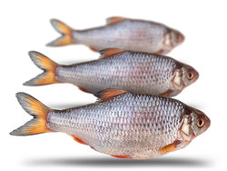 Prebaits Rotauge Groß *6 - Vakuumverpackt