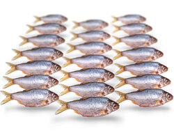 Prebaits Rotauge / Güster Mini *6 - Vakuumverpackt