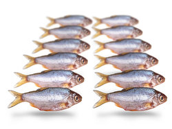 Prebaits Rotauge / Güster Klein *6 - Vakuumverpackt